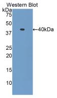 Hexa Histidine (H6) Pan-species (General) Monoclonal Antibody