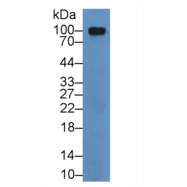Activated Leukocyte Cell Adhesion Molecule (ALCAM) Canis familiaris; Canine (Dog) Polyclonal Antibody