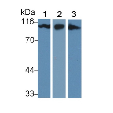 Activated Leukocyte Cell Adhesion Molecule (ALCAM) Mouse Polyclonal Antibody