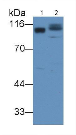 Activated Leukocyte Cell Adhesion Molecule (ALCAM) Rat Polyclonal Antibody