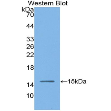 Angiotensin I Converting Enzyme (ACE) Mouse Polyclonal Antibody