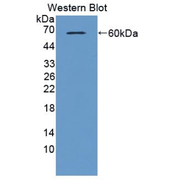 Amphiregulin (AREG) Bovine (Cattle) Polyclonal Antibody