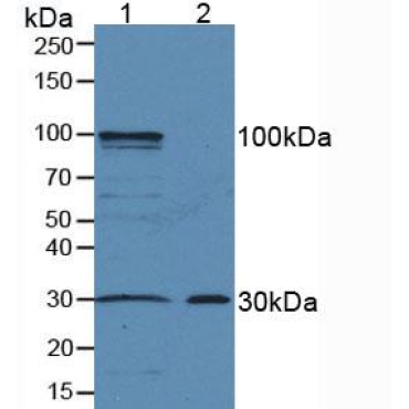 Amphiregulin (AREG) Human Polyclonal Antibody