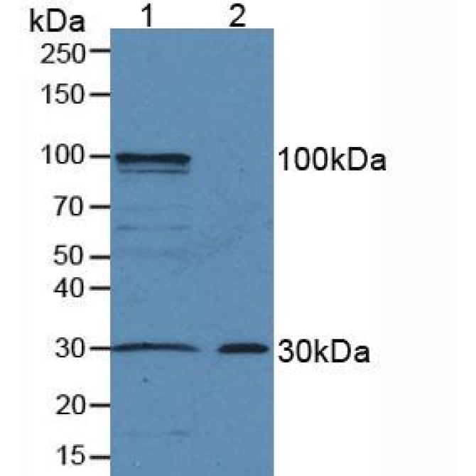 Amphiregulin (AREG) Human Polyclonal Antibody