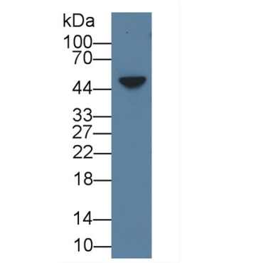 Amphiregulin (AREG) Mouse Polyclonal Antibody