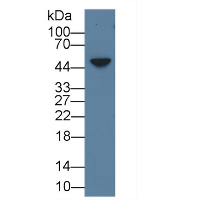 Amphiregulin (AREG) Mouse Polyclonal Antibody