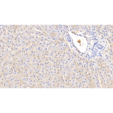 Angiogenin (ANG) Bovine (Cattle) Polyclonal Antibody