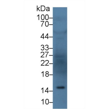 Angiogenin (ANG) Human Polyclonal Antibody