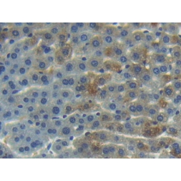 Angiogenin (ANG) Mouse Polyclonal Antibody