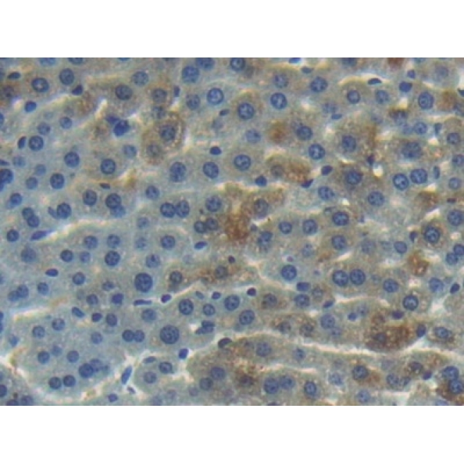 Angiogenin (ANG) Mouse Polyclonal Antibody