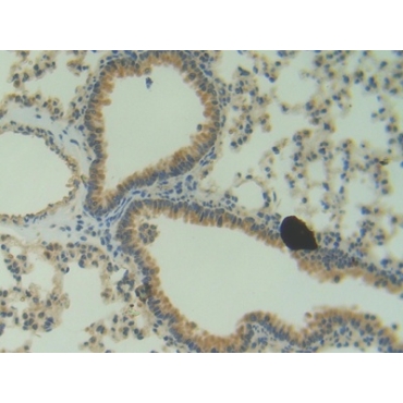 Angiogenin (ANG) Mouse Polyclonal Antibody