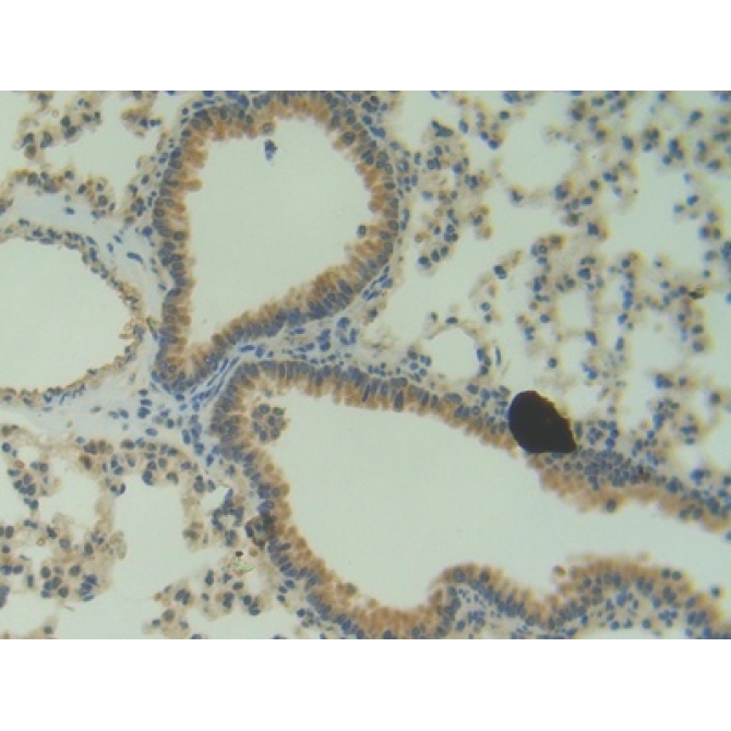Angiogenin (ANG) Mouse Polyclonal Antibody