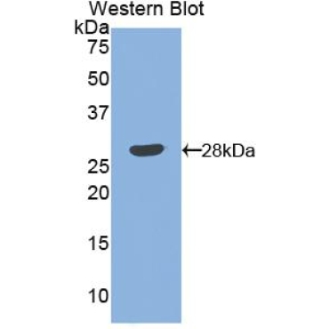 Angiopoietin 1 (ANGPT1) Canis familiaris; Canine (Dog) Polyclonal Antibody