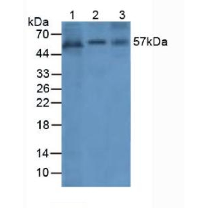 Angiopoietin 1 (ANGPT1) Human Polyclonal Antibody