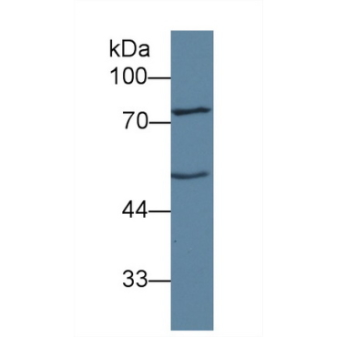 Angiopoietin 1 (ANGPT1) Human Polyclonal Antibody