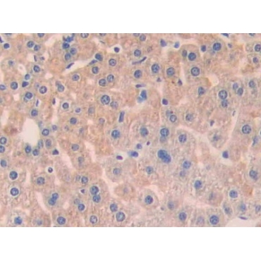 Angiopoietin 1 (ANGPT1) Mouse Polyclonal Antibody