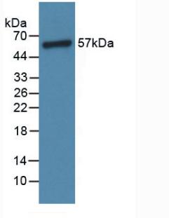 Angiopoietin 1 (ANGPT1) Rat Polyclonal Antibody