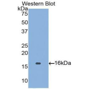 Angiopoietin 2 (ANGPT2) Bovine (Cattle) Polyclonal Antibody