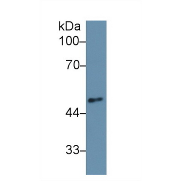 Angiopoietin 2 (ANGPT2) Human Polyclonal Antibody
