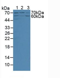 Angiopoietin 2 (ANGPT2) Pig Polyclonal Antibody