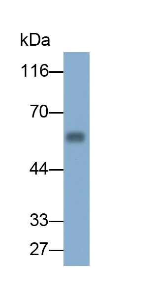 Angiopoietin 2 (ANGPT2) Rat Polyclonal Antibody