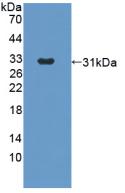 Angiopoietin 2 (ANGPT2) Rabbit Polyclonal Antibody