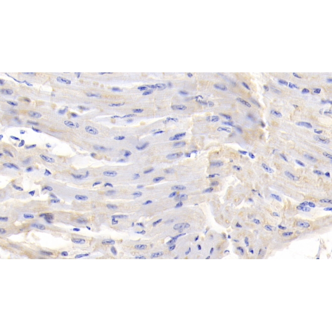 Connective Tissue Growth Factor (CTGF) Bovine (Cattle) Polyclonal Antibody