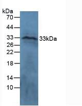 Connective Tissue Growth Factor (CTGF) Ovis aries; Ovine (Sheep) Polyclonal Antibody
