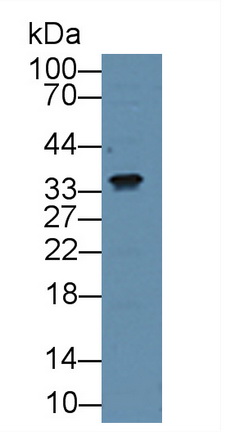 Connective Tissue Growth Factor (CTGF) Pig Polyclonal Antibody