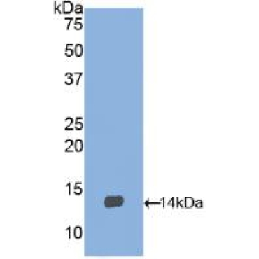 Brain Derived Neurotrophic Factor (BDNF) Chicken (Gallus) Polyclonal Antibody