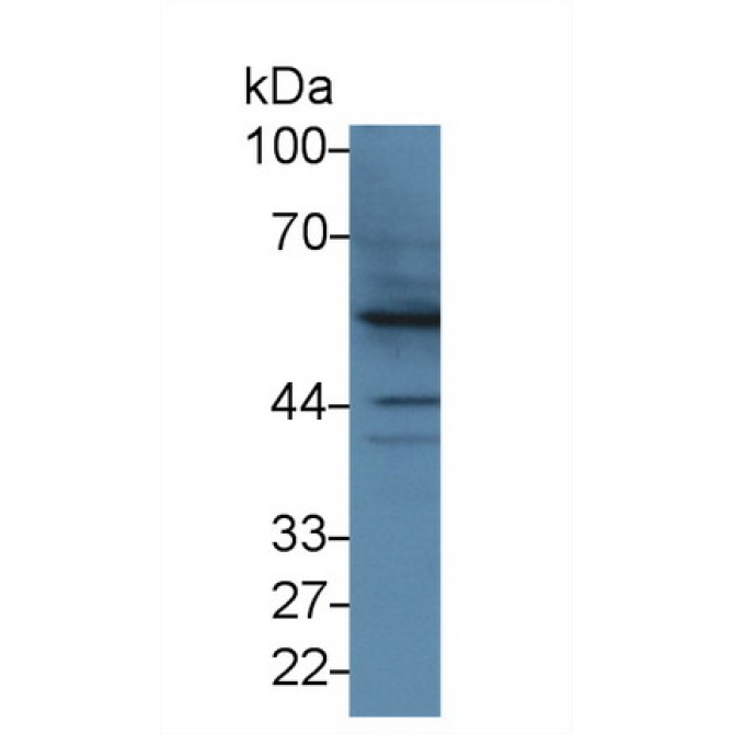 Bone Morphogenetic Protein 2 (BMP2) Bovine (Cattle) Polyclonal Antibody