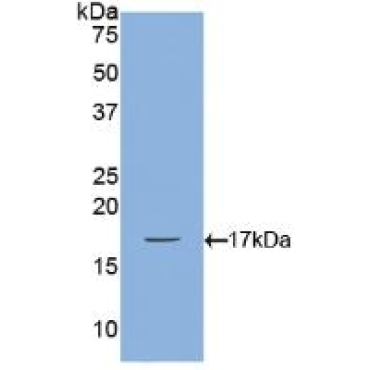 Bone Morphogenetic Protein 2 (BMP2) Canis familiaris; Canine (Dog) Polyclonal Antibody