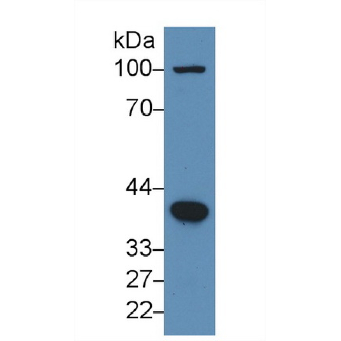 Bone Morphogenetic Protein 2 (BMP2) Human Polyclonal Antibody