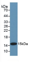 Bone Morphogenetic Protein 2 (BMP2) Pig Polyclonal Antibody