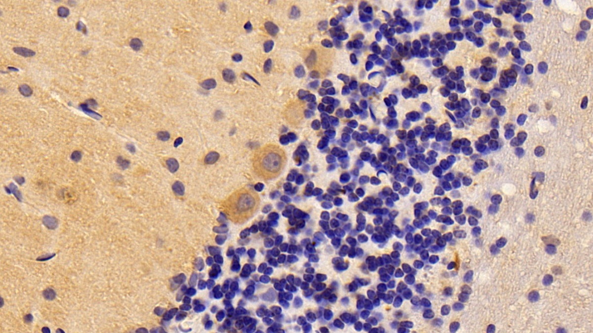Bone Morphogenetic Protein 2 (BMP2) Rat Polyclonal Antibody