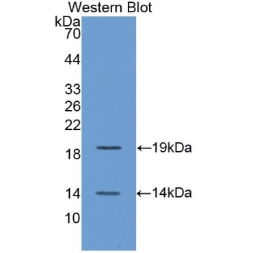 Bone Morphogenetic Protein 4 (BMP4) Chicken (Gallus) Polyclonal Antibody