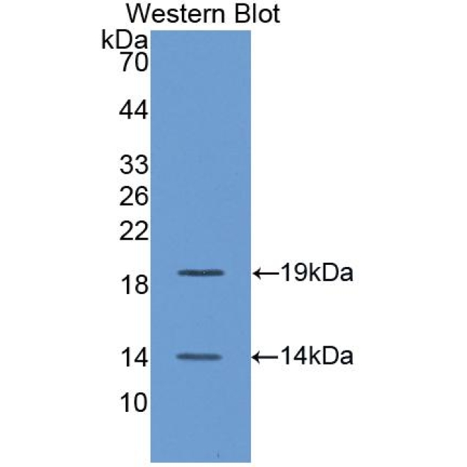 Bone Morphogenetic Protein 4 (BMP4) Chicken (Gallus) Polyclonal Antibody
