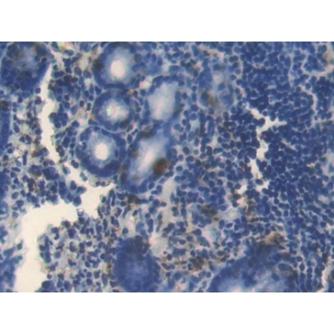 Bone Morphogenetic Protein 4 (BMP4) Human Polyclonal Antibody