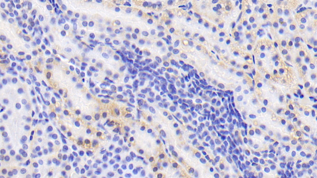 Bone Morphogenetic Protein 4 (BMP4) Pig Polyclonal Antibody