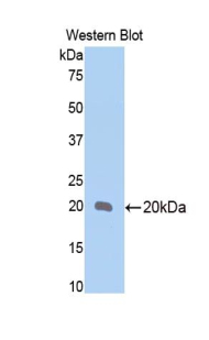 Bone Morphogenetic Protein 4 (BMP4) Rat Polyclonal Antibody
