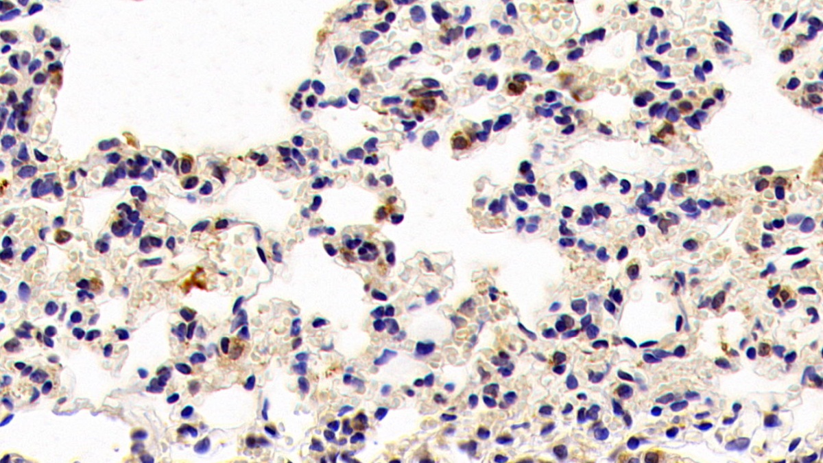 Bone Morphogenetic Protein 4 (BMP4) Rat Polyclonal Antibody