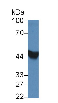 Bone Morphogenetic Protein 4 (BMP4) Rabbit Polyclonal Antibody