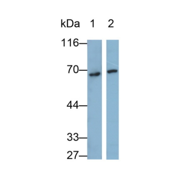 Bone Morphogenetic Protein Receptor 2 (BMPR2) Human Polyclonal Antibody