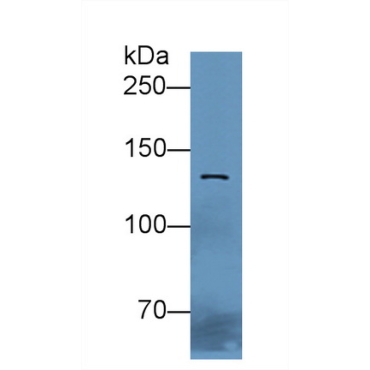 E-cadherin Chicken (Gallus) Polyclonal Antibody