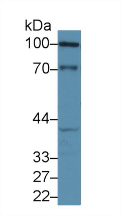E-cadherin Pig Polyclonal Antibody