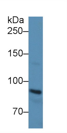 E-cadherin Rat Polyclonal Antibody