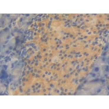 Ciliary Neurotrophic Factor (CNTF) Mouse Polyclonal Antibody