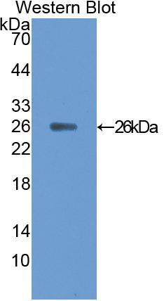 Ciliary Neurotrophic Factor (CNTF) Rat Polyclonal Antibody