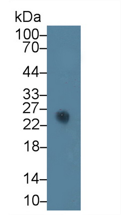 Ciliary Neurotrophic Factor (CNTF) Rabbit Polyclonal Antibody