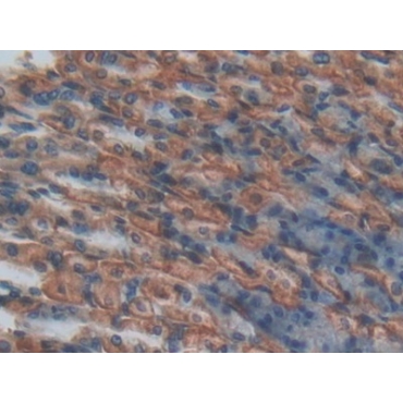 Endothelial protein C receptor (EPCR) Mouse Polyclonal Antibody